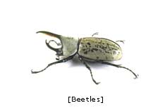 m_beetles.jpg