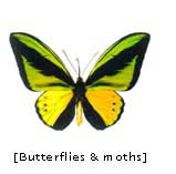 m_butterflies.jpg