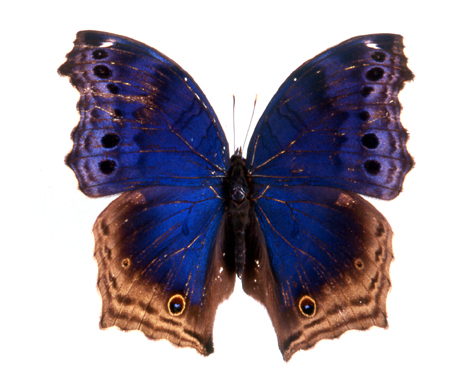 Альбом пользователя ЕкатеринаКостинская: Бабочка Голубая перламутровка. Коллекция 36 бабочек-малявок