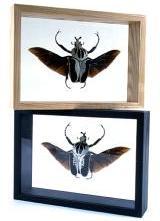 beetle_frames.jpg