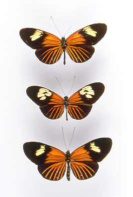 unmounted BUTTERFLY HELICONIUS XANTHOCLES MELIOR 